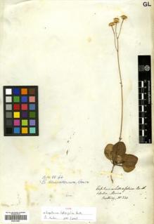 Type specimen at Edinburgh (E). Hartweg, Karl: 330. Barcode: E00414687.