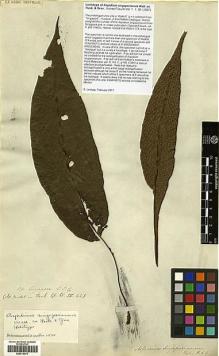 Type specimen at Edinburgh (E). Wallich, Nathaniel: 374. Barcode: E00416070.