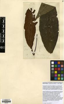 Type specimen at Edinburgh (E). Wallich, Nathaniel: 374. Barcode: E00416071.
