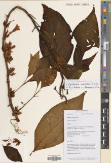 Type specimen at Edinburgh (E). Wilkie, Peter: PW630. Barcode: E00416358.