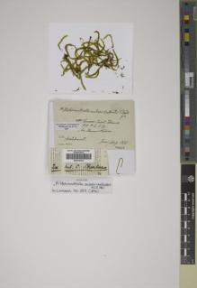 Type specimen at Edinburgh (E). Hildebrandt, Johann: . Barcode: E00416433.