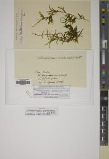 Type specimen at Edinburgh (E). Spruce, Richard: 1207. Barcode: E00416478.
