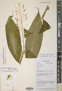 Type specimen at Edinburgh (E). Wilkie, Peter; Hughes, Mark; Sumadijaya, Alex; Rasnovi, S.; Marlan, S.: PW605. Barcode: E00416691.