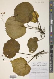 Type specimen at Edinburgh (E). Girmansyah, Deden; Hughes, Mark: DEDEN1506. Barcode: E00416874.