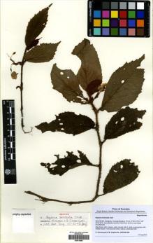 Type specimen at Edinburgh (E). Girmansyah, Deden; Hughes, Mark: DEDEN1495. Barcode: E00416880.