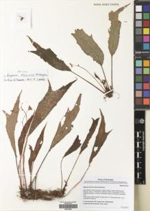 Type specimen at Edinburgh (E). Girmansyah, Deden; Hughes, Mark; Nurainas, D.; Dodi; Azferi: DEDEN1489. Barcode: E00416886.