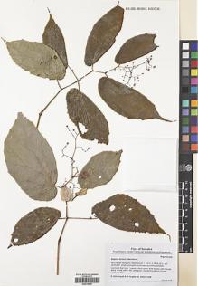 Type specimen at Edinburgh (E). Girmansyah, Deden; Hughes, Mark: DEDEN1509. Barcode: E00416890.
