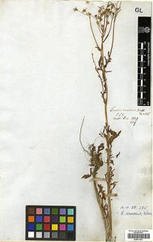 Type specimen at Edinburgh (E). Wallich, Nathaniel: 3129/239. Barcode: E00417001.