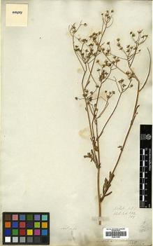 Type specimen at Edinburgh (E). Wallich, Nathaniel: 3129/239. Barcode: E00417002.