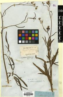 Type specimen at Edinburgh (E). Wight, Robert: 1482. Barcode: E00417003.