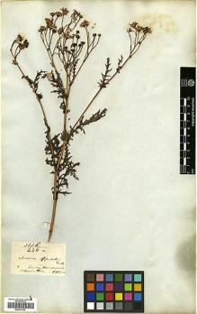 Type specimen at Edinburgh (E). Wallich, Nathaniel: 3126/236A. Barcode: E00417009.
