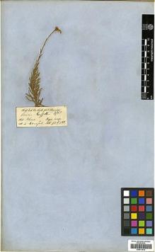 Type specimen at Edinburgh (E). Hooker, Joseph; Thomson, Thomas: . Barcode: E00417012.