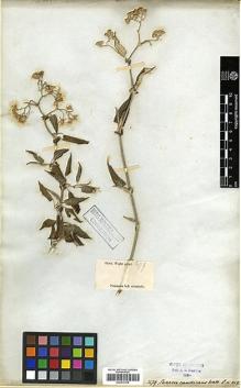 Type specimen at Edinburgh (E). Wight, Robert: 1479. Barcode: E00417016.
