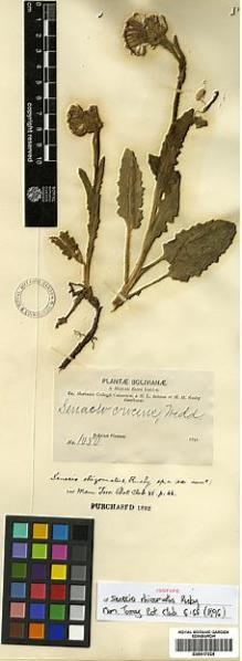 Type specimen at Edinburgh (E). Bang, Miguel: 1050. Barcode: E00417024.