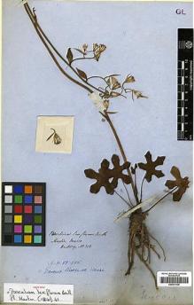 Type specimen at Edinburgh (E). Hartweg, Karl: 318. Barcode: E00417038.