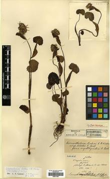 Type specimen at Edinburgh (E). Maire, Edouard-Ernest: . Barcode: E00417060.