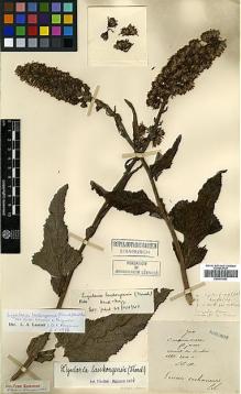 Type specimen at Edinburgh (E). Maire, Edouard-Ernest: . Barcode: E00417062.