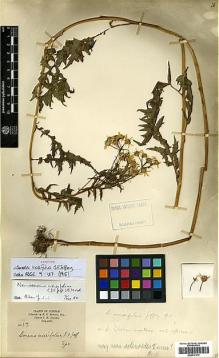 Type specimen at Edinburgh (E). Howell, E.: 17. Barcode: E00417075.