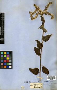 Type specimen at Edinburgh (E). Gardner, George: 4764. Barcode: E00417103.