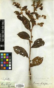 Type specimen at Edinburgh (E). Gardner, George: 3791. Barcode: E00417106.