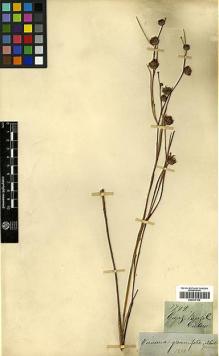 Type specimen at Edinburgh (E). Gardner, George: 3799. Barcode: E00417109.