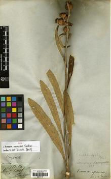 Type specimen at Edinburgh (E). Gardner, George: 3794. Barcode: E00417115.