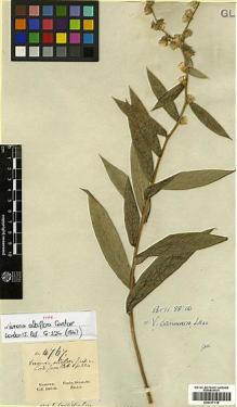 Type specimen at Edinburgh (E). Gardner, George: 4767. Barcode: E00417118.