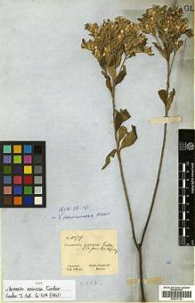 Type specimen at Edinburgh (E). Gardner, George: 4179. Barcode: E00417120.