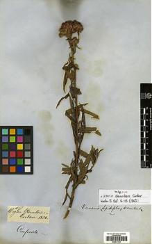 Type specimen at Edinburgh (E). Gardner, George: 517. Barcode: E00417123.