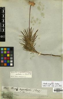 Type specimen at Edinburgh (E). Gardner, George: 3802. Barcode: E00417131.