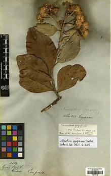 Type specimen at Edinburgh (E). Gardner, George: 3804. Barcode: E00417132.