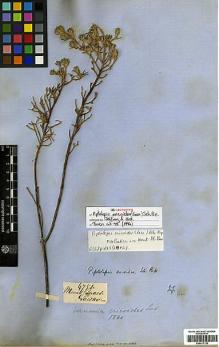 Type specimen at Edinburgh (E). Gardner, George: 4750. Barcode: E00417135.