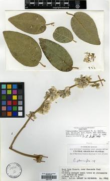Type specimen at Edinburgh (E). Argent, G.; Ramos, J.; Richards, P.W. & Souza, R.: 6805. Barcode: E00417139.