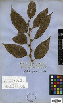 Type specimen at Edinburgh (E). Spruce, Richard: 4362. Barcode: E00417140.