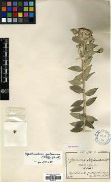 Type specimen at Edinburgh (E). Goetze, W: 717. Barcode: E00417142.