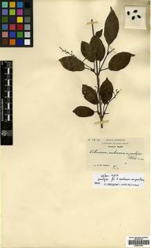 Type specimen at Edinburgh (E). Wilson, Ernest: 1814. Barcode: E00417146.
