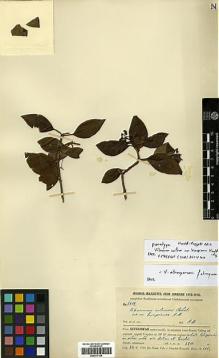 Type specimen at Edinburgh (E). Handel-Mazzetti, Heinrich: 2614. Barcode: E00417154.