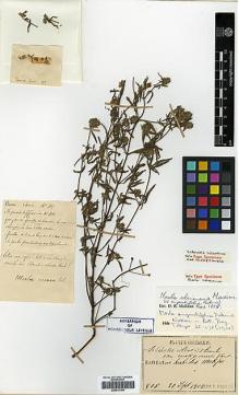 Type specimen at Edinburgh (E). Faurie, Urbain: 805. Barcode: E00417164.