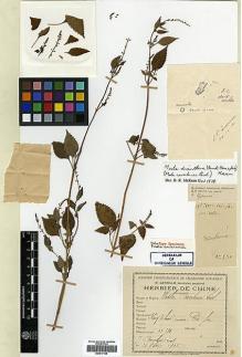 Type specimen at Edinburgh (E). Cavalerie, Pierre: 530. Barcode: E00417165.