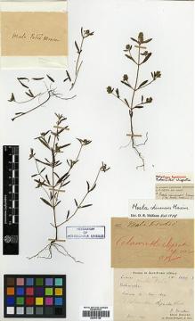 Type specimen at Edinburgh (E). Bodinier, Emile; Cavalerie, Pierre: 2669. Barcode: E00417166.