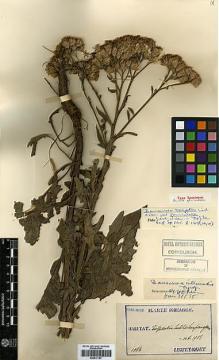 Type specimen at Edinburgh (E). Taquet, Emile: 1016. Barcode: E00417187.