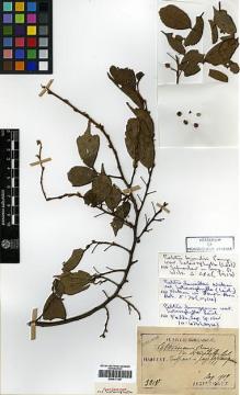 Type specimen at Edinburgh (E). Taquet, Emile: 3213. Barcode: E00417190.
