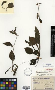 Type specimen at Edinburgh (E). Taquet, Emile: 975. Barcode: E00417191.