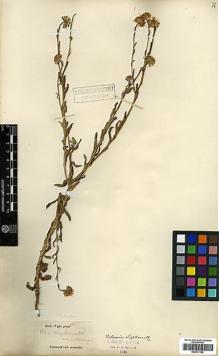 Type specimen at Edinburgh (E). Wight, Robert: . Barcode: E00417192.