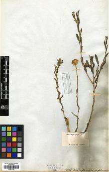 Type specimen at Edinburgh (E). Wight, Robert: 1406B. Barcode: E00417196.