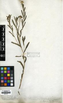 Type specimen at Edinburgh (E). Wallich, Nathaniel: 3284/394. Barcode: E00417197.