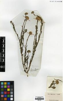 Type specimen at Edinburgh (E). Wight, Robert: 1406A. Barcode: E00417198.