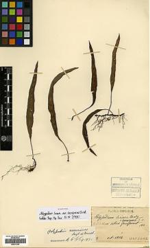 Type specimen at Edinburgh (E). Faurie, Urbain: 83. Barcode: E00417204.