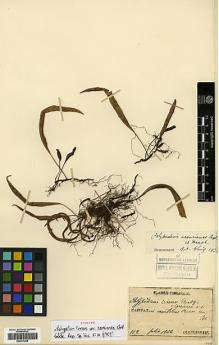 Type specimen at Edinburgh (E). Faurie, Urbain: 112. Barcode: E00417205.