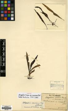 Type specimen at Edinburgh (E). Faurie, Urbain: 134. Barcode: E00417206.